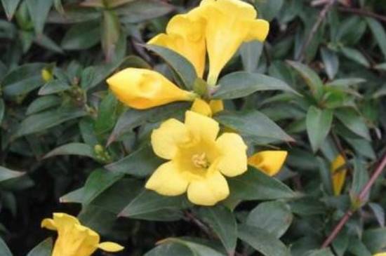 法国香水茉莉要怎么养