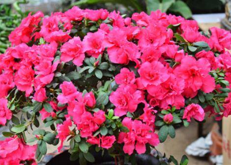 比利时杜鹃的养殖方法