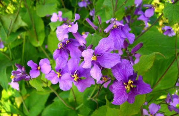 盆栽二月兰的养法