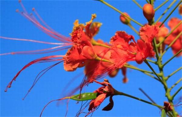 金凤花好养吗?养殖方法和注意事项