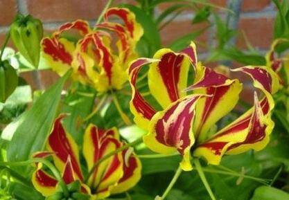 盆栽嘉兰的养护技巧要点