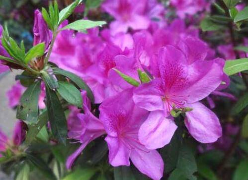 家庭盆栽杜鹃花的养殖方法