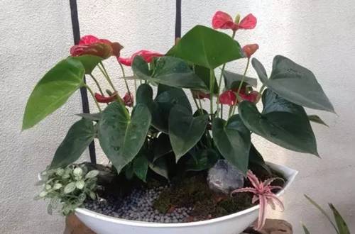 1518080724943299.jpg 红掌的家庭养护注意事项