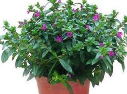 紫萼距花怎么养 7大养护技巧注意