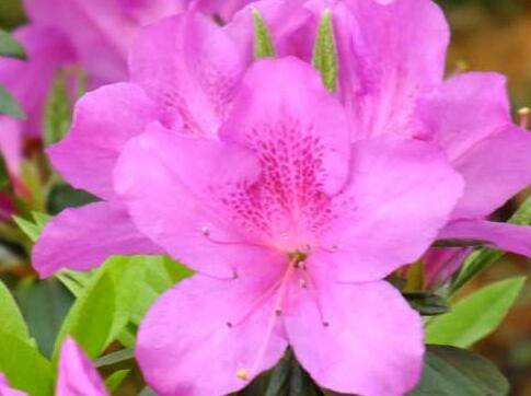 家庭盆栽杜鹃花的养殖方法