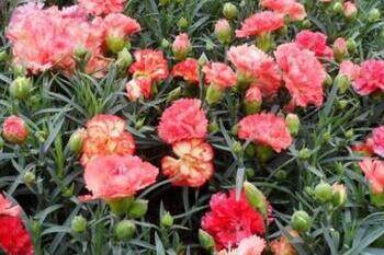 盆栽康乃馨的养护方法