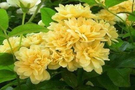 黄木香的养殖方法和注意事项