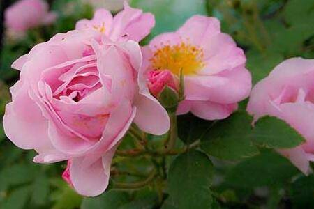 盆栽蔷薇花怎么养好爆花