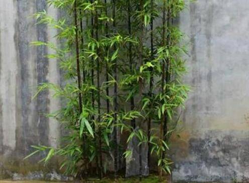 盆栽紫竹怎么养护