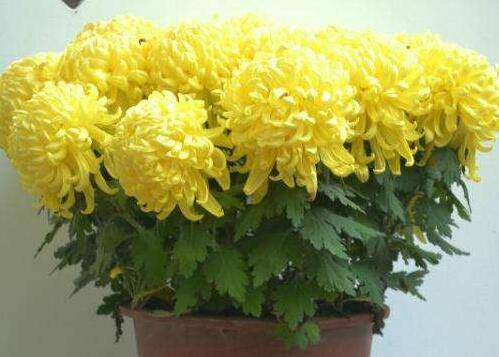 家庭盆栽菊花注意三大忌