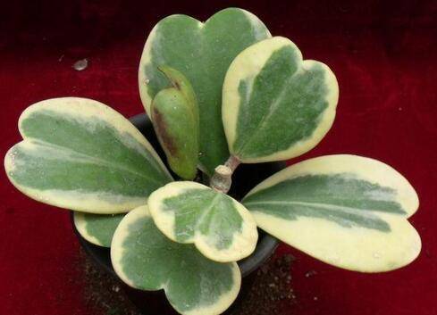 心叶球兰的栽培养殖方法