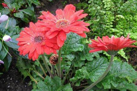 盆栽非洲菊的日常养护技巧