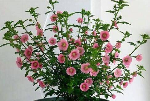 小木槿怎么安全过冬