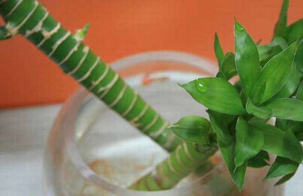 养好富贵竹的修剪方法