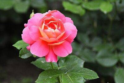 盆栽月季淋雨好不好养护要注意什么