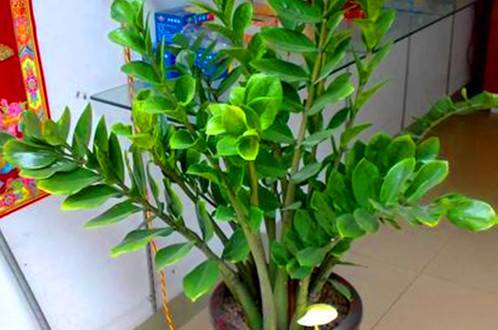 1489736409889897.jpg 新买金钱树的换盆及养护方法