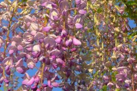 紫藤怎么种 养殖方法和注意事项