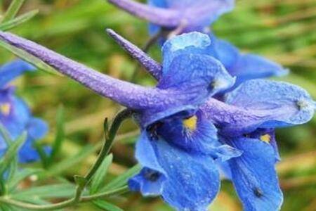 飞燕草多开花的养殖方法