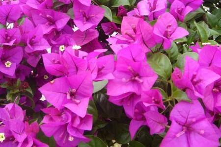 三角梅的扦插栽培方法