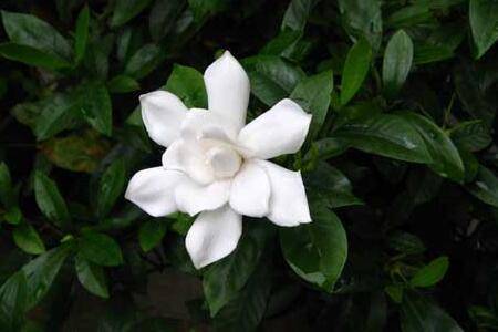 栀子花一年开几次花 不开花怎么办