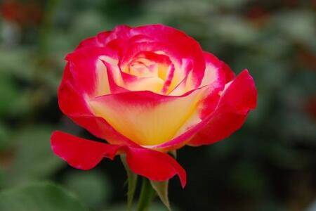 香水月季怎么养