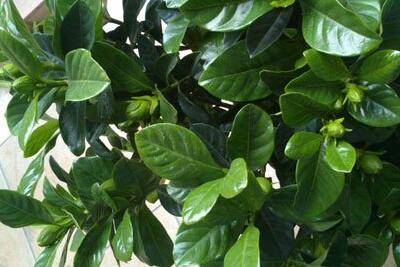 栀子花花蕾脱落怎么办