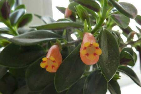 金鱼吊兰不开花原因及养护技巧