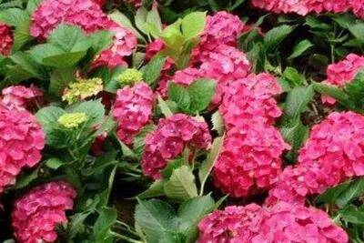 八仙花的日常养护要点