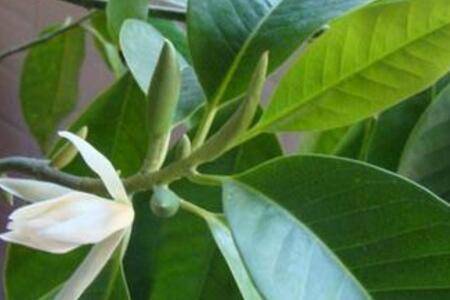 白兰花怎么修剪五大技巧