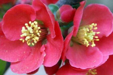 贴梗海棠的修剪方法和注意事项