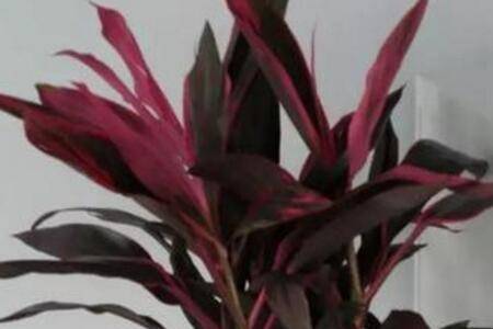 朱蕉怎么正确养护要点分析