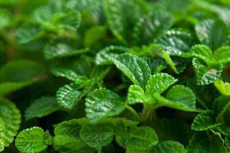 吸毒草的养殖方法和注意事项