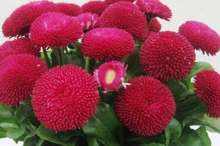 盆栽雏菊播种种植步骤详解