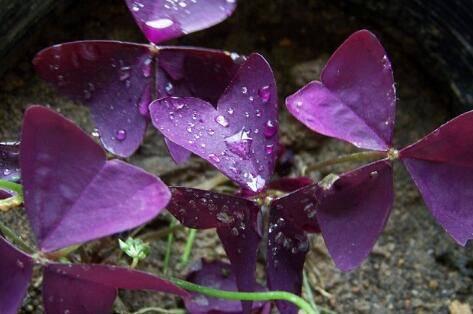 紫叶酢浆草的日常养护方法