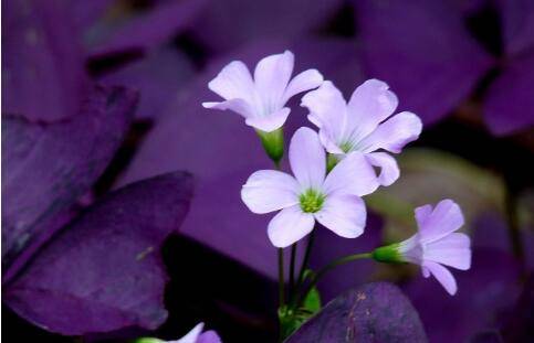 紫叶酢浆草的日常养护方法