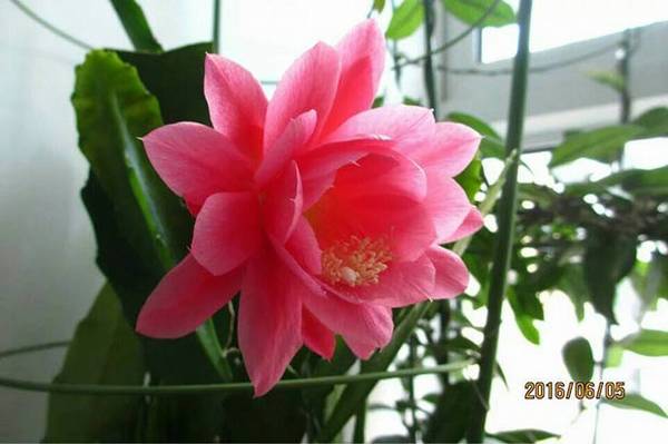 令箭荷花冬天怎么养 南北方养护技巧