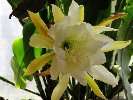 令箭荷花冬天怎么养 南北方养护技巧