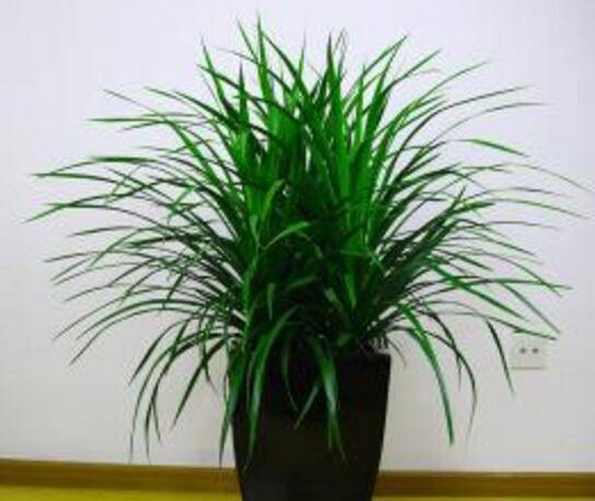 龙血树长太高了怎么修剪