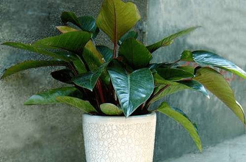 1573026728124899.jpg 绿帝王四季常青养殖方法