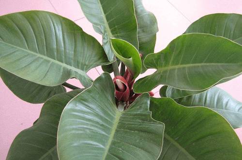 1573026718456265.jpg 绿帝王四季常青养殖方法