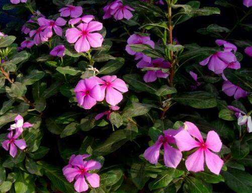 四季梅浇完水叶子变软怎么办