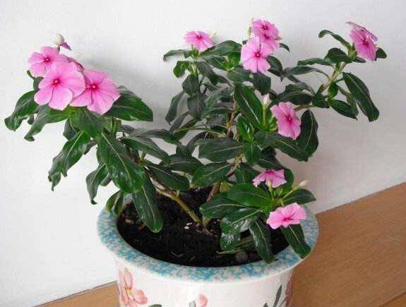 四季梅浇完水叶子变软怎么办