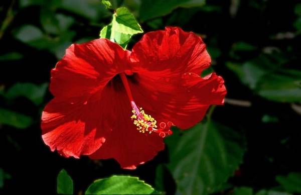 扶桑花掉花苞的原因及养护要点