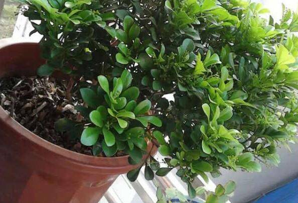 米兰花冬天可以在室外养吗