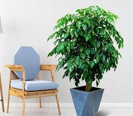 客厅里摆放什么植物好