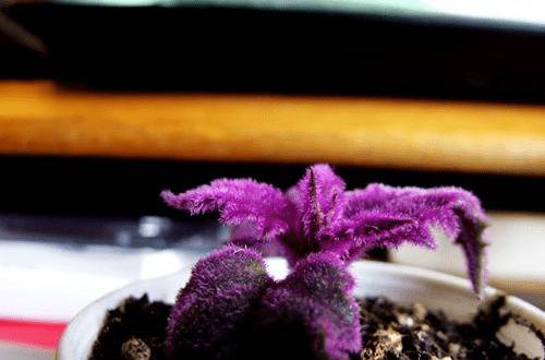 1573375720847640.jpg 观叶明星紫鹅绒怎么养出好看的紫色