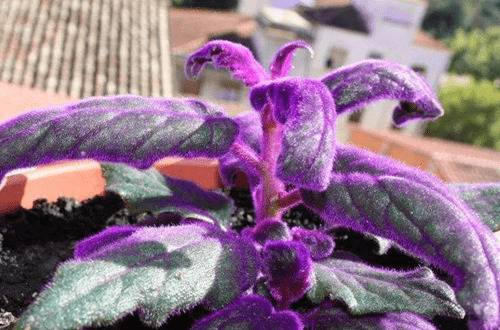 1573375703488324.jpg 观叶明星紫鹅绒怎么养出好看的紫色