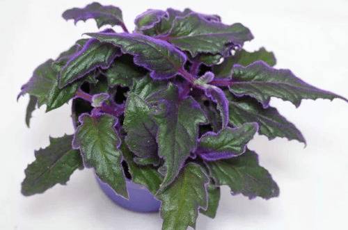 1573375712107618.jpg 观叶明星紫鹅绒怎么养出好看的紫色