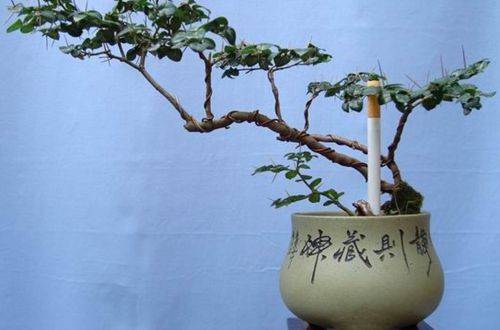 1470875915106697.jpg 小叶虎刺盆景怎么养殖好