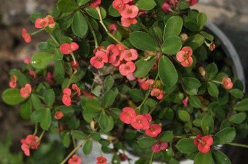 1470875924157711.jpg 小叶虎刺盆景怎么养殖好